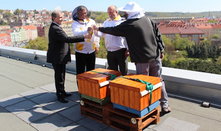 60 thousand bees from Pardubice arrived at the roof of the Clarion of Vysočany